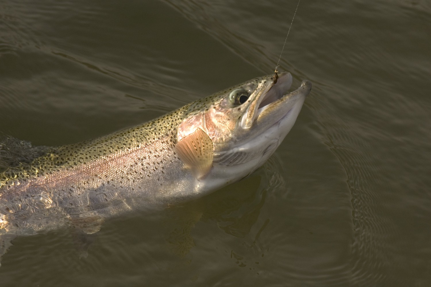 Trout fishing