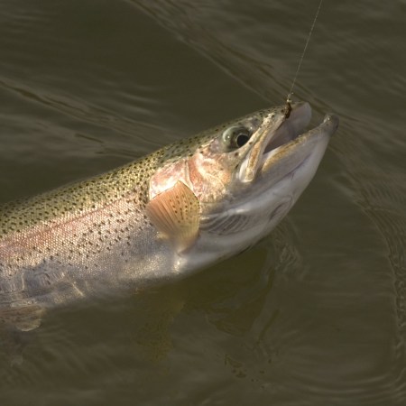 Trout fishing