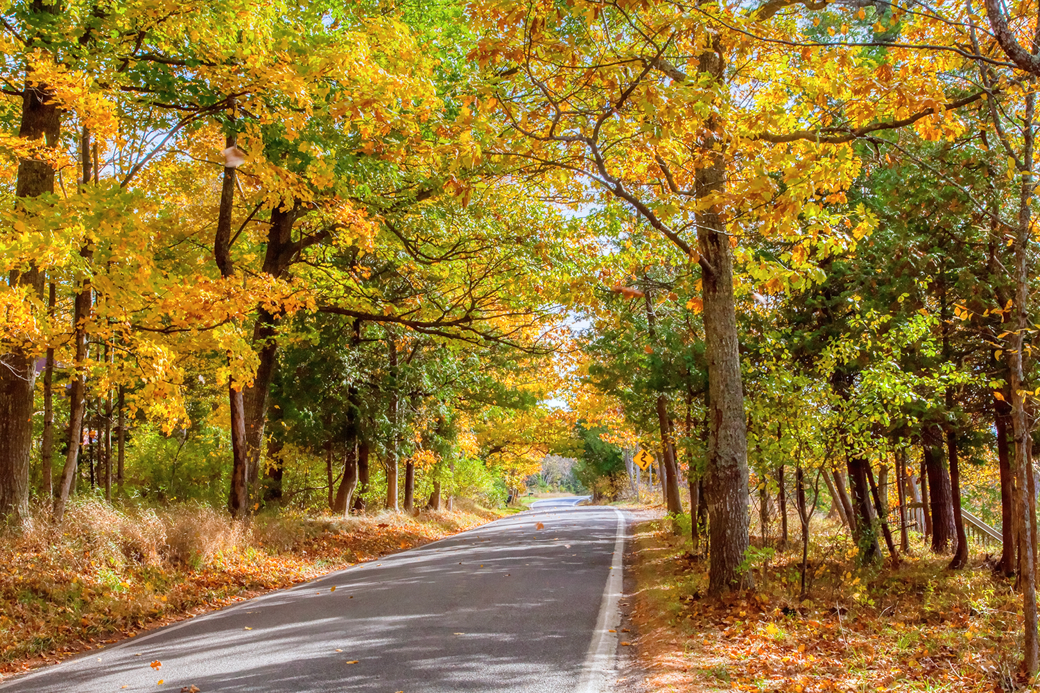 The Tunnel of Trees in Harbor Springs