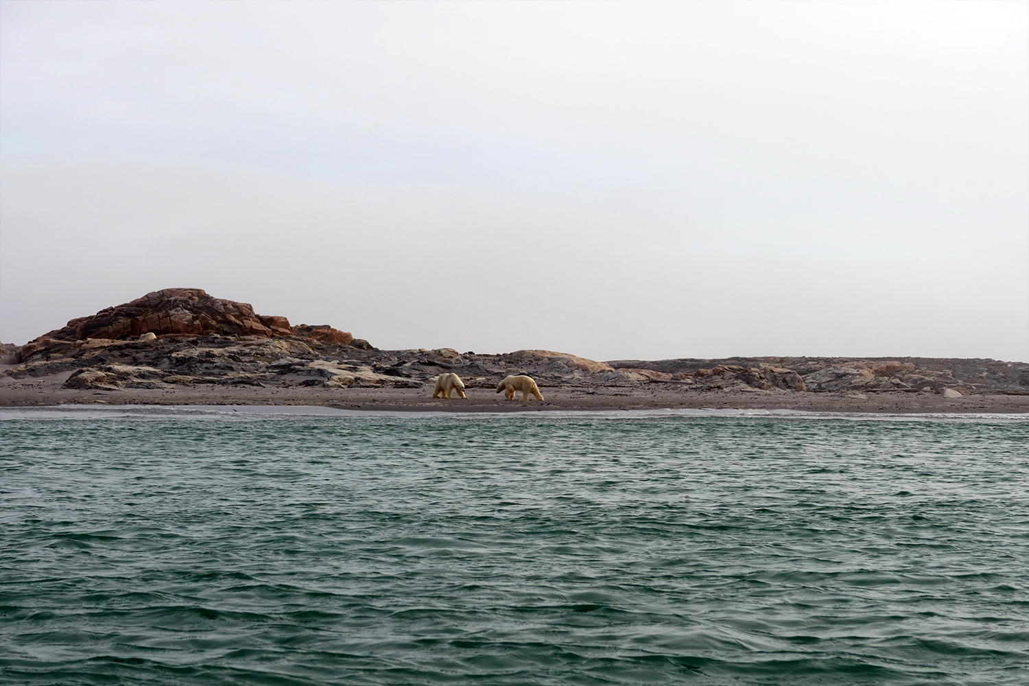 "Although there are about 3,000 polar bears in and around Svalbard, it’s possible to go there and never see one"