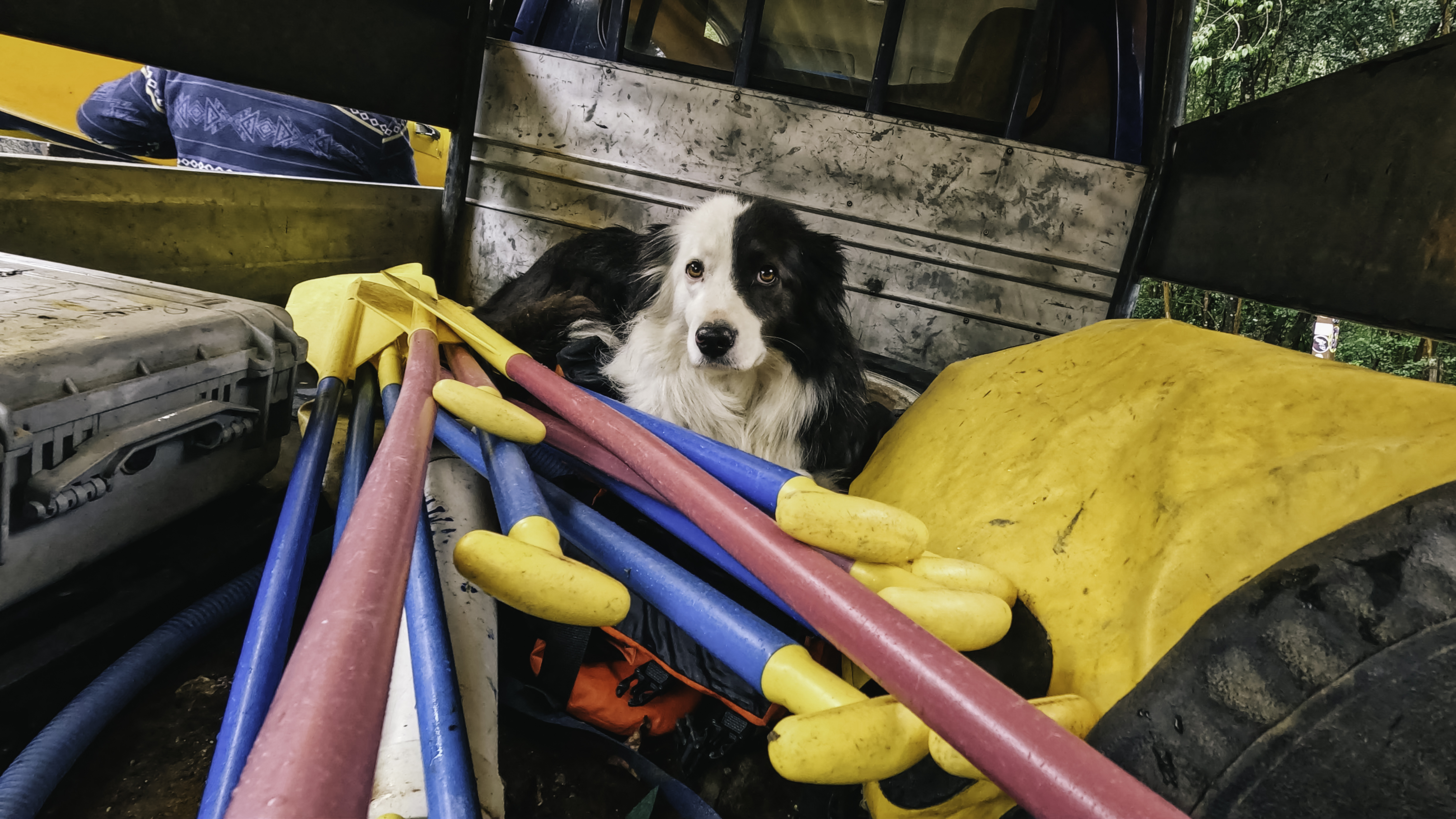 A dog sitting in a truck with rafting paddles.