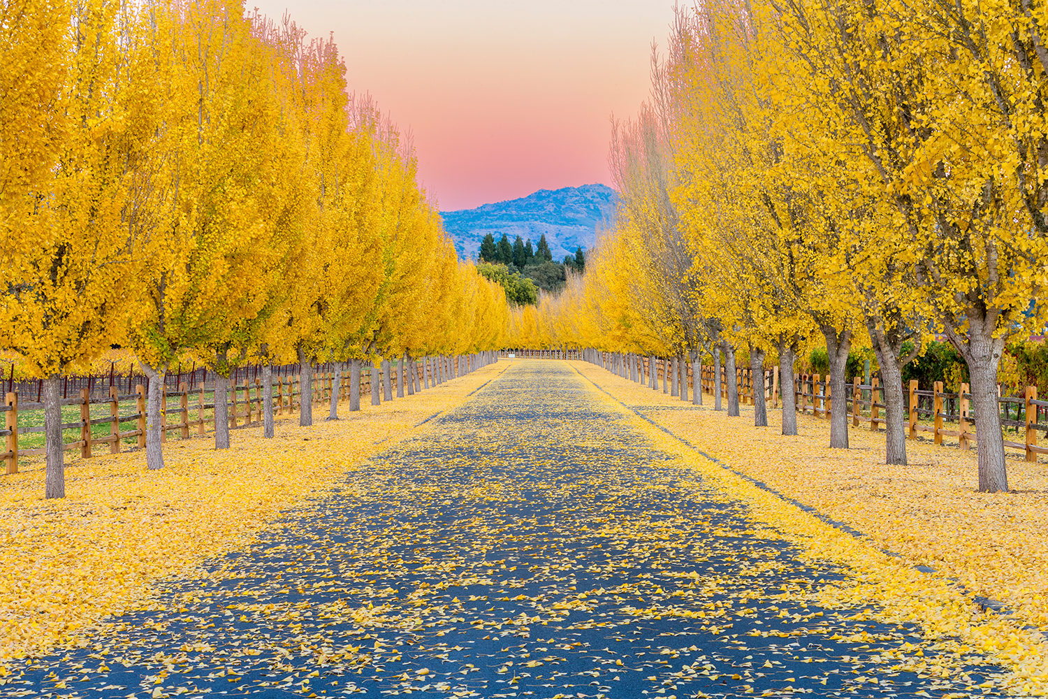 Napa Valley, California 