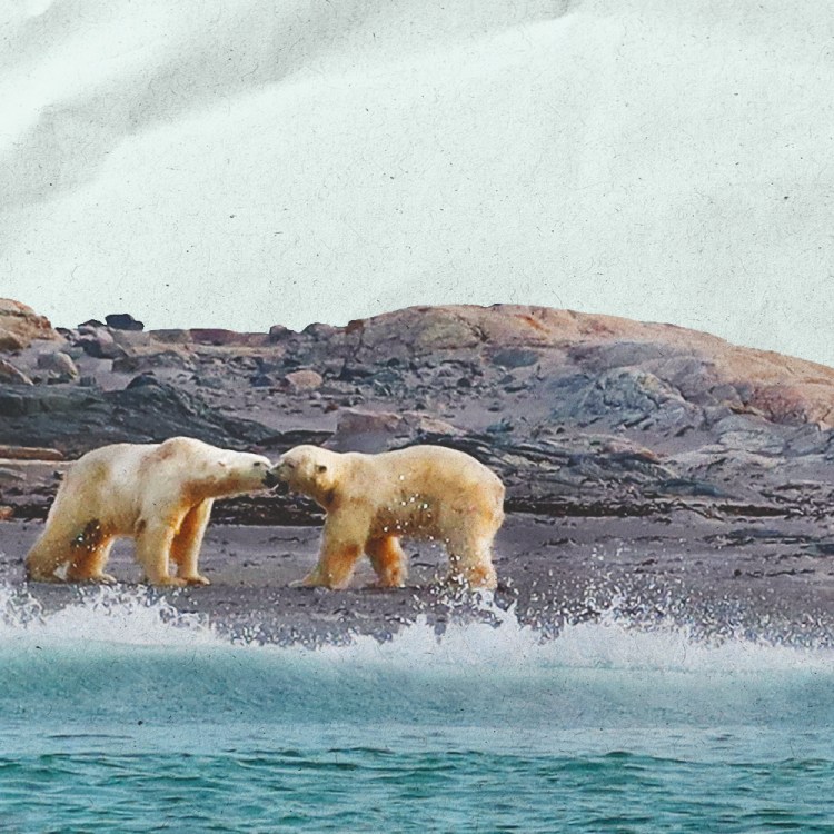 Sea bears on Kvitøya, Svalbard’s more easterly point