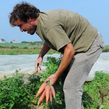 A man pulling carrots from the ground. These days, our politics extend to whether you prefer vegetables or meat.