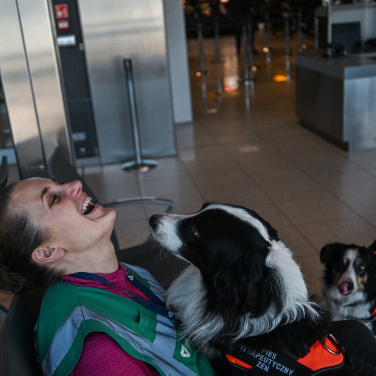 Very good airport therapy dogs