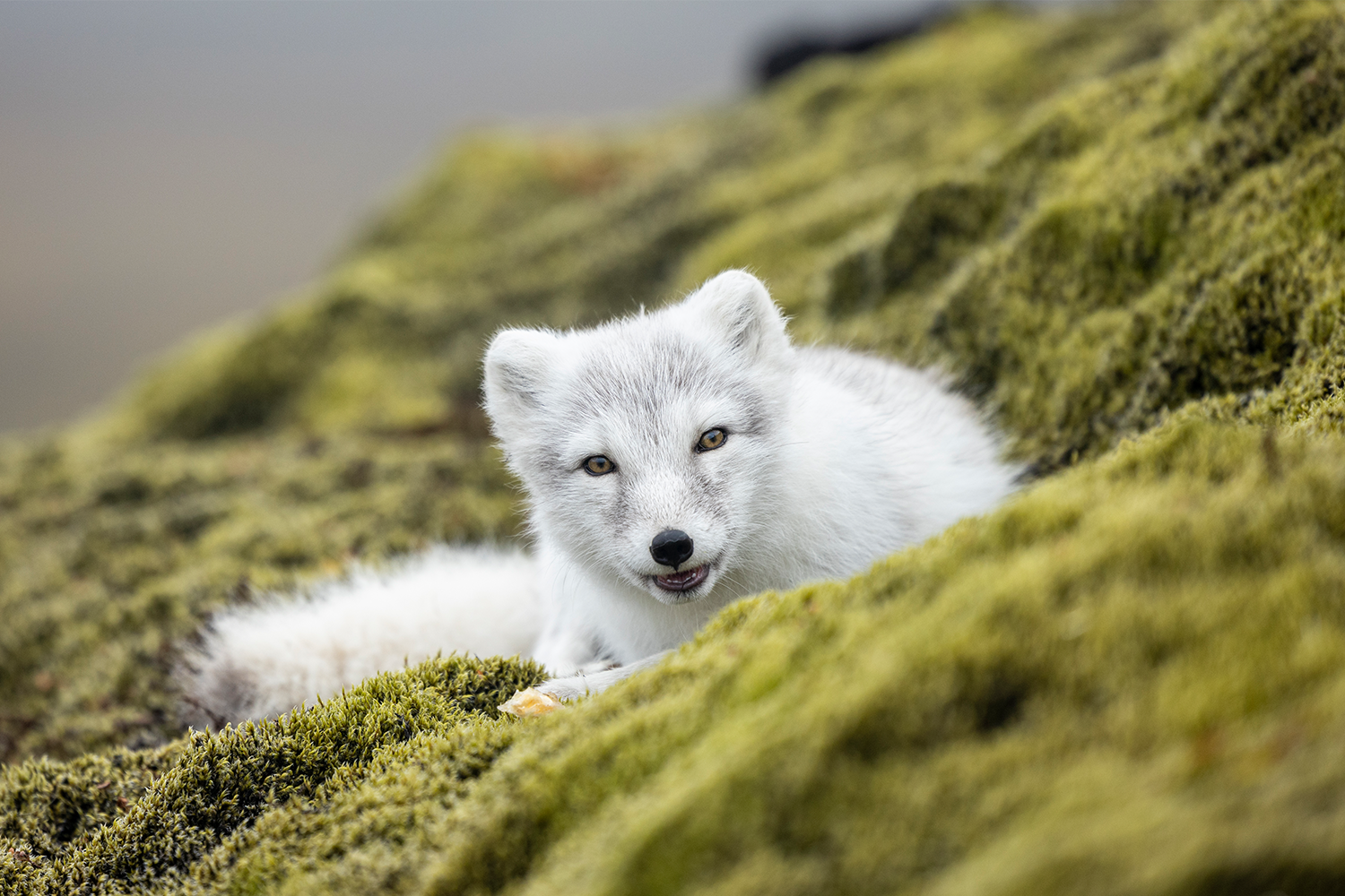 An arctic fox in Iceland