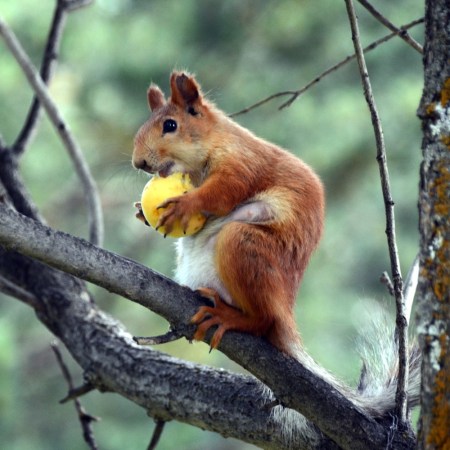 Squirrel eating fruit