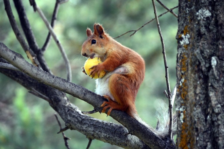 Squirrel eating fruit