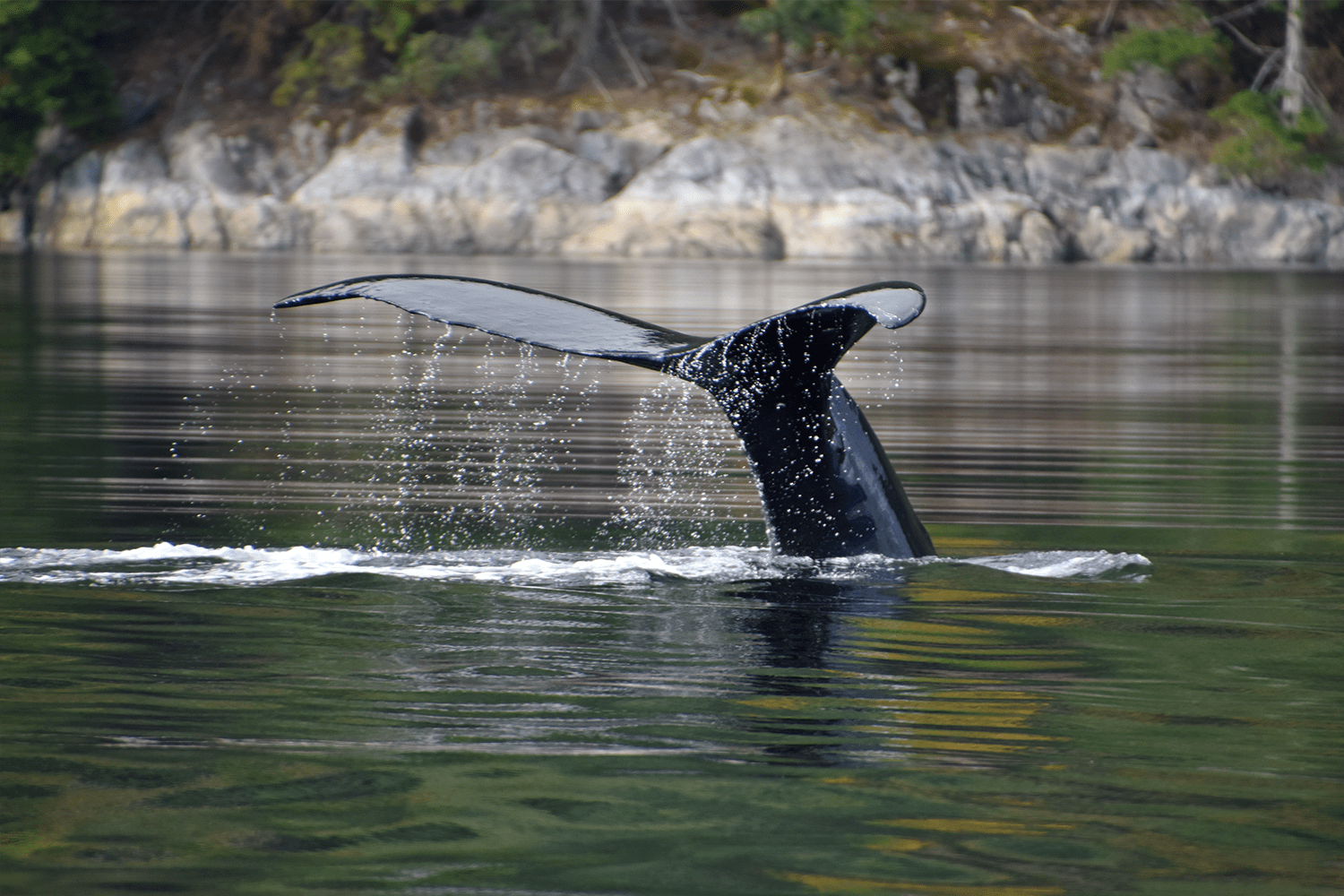 Whale fluke in British Columbia