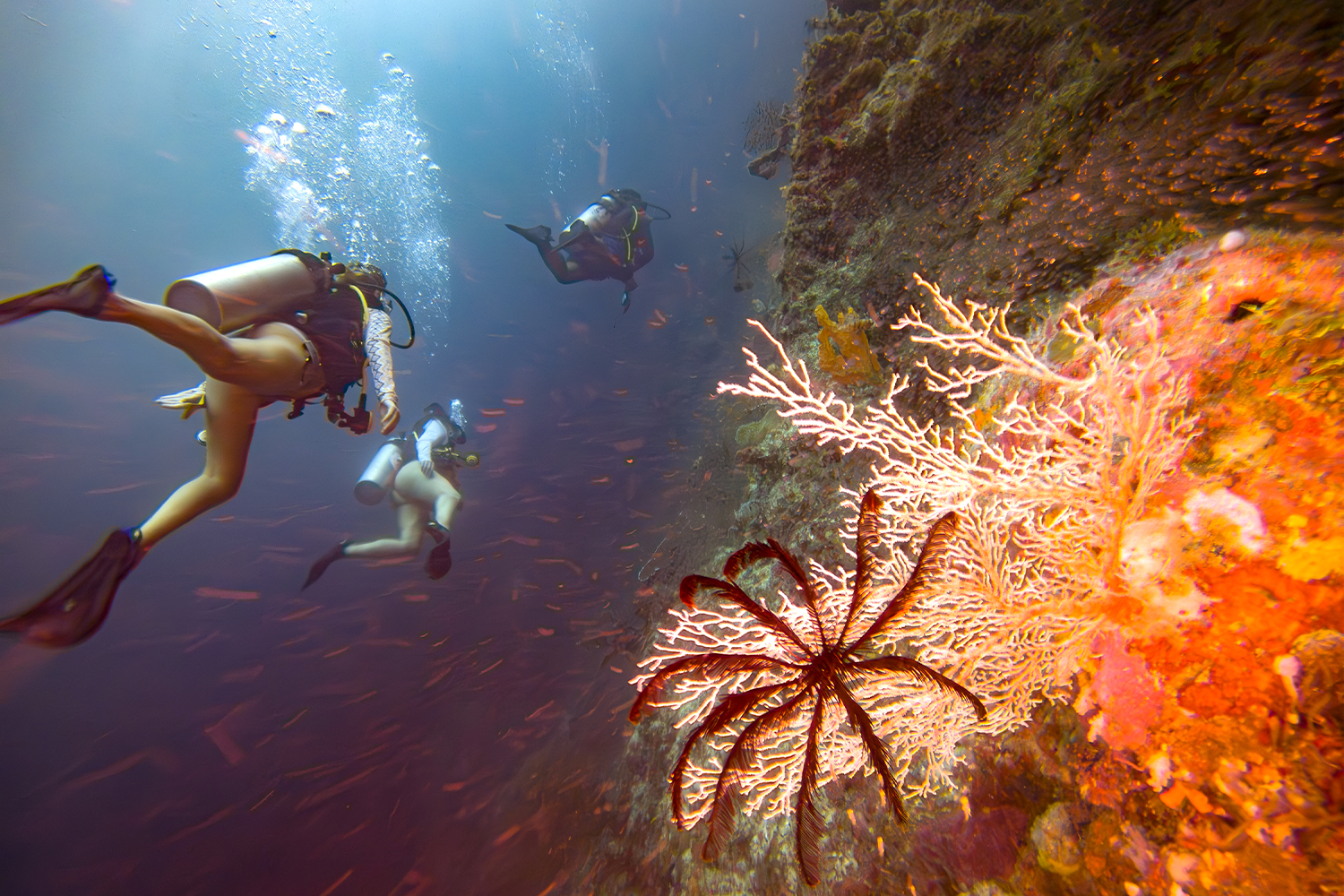 Rising temperatures and ocean acidification have caused coral bleaching at Raja Ampat’s undersea Black Forest