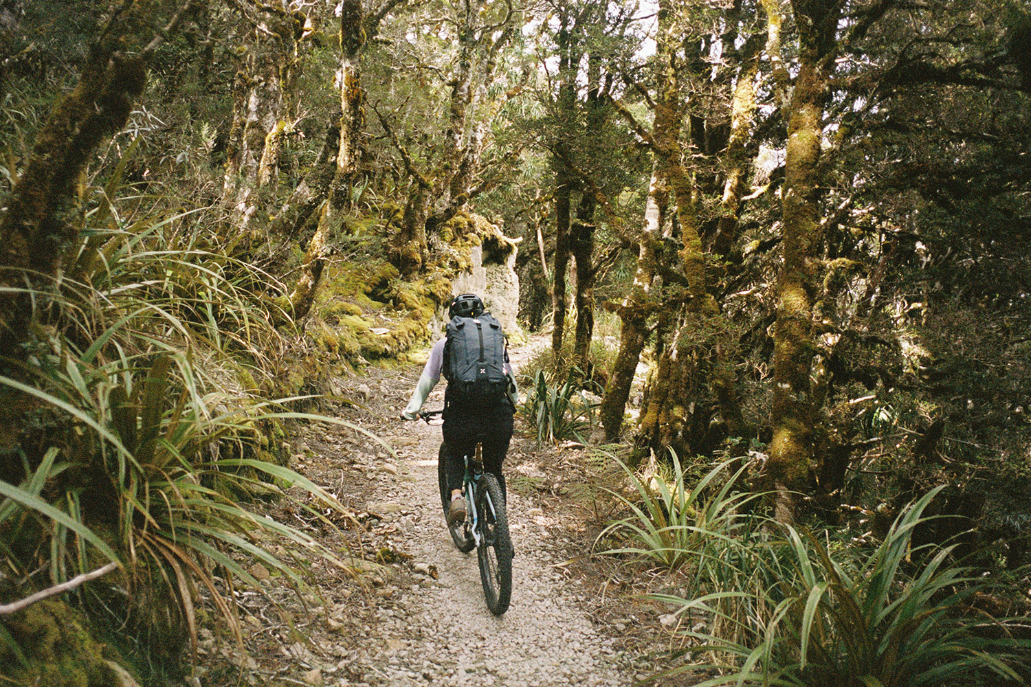 A cyclist climbs a hill in the forest.