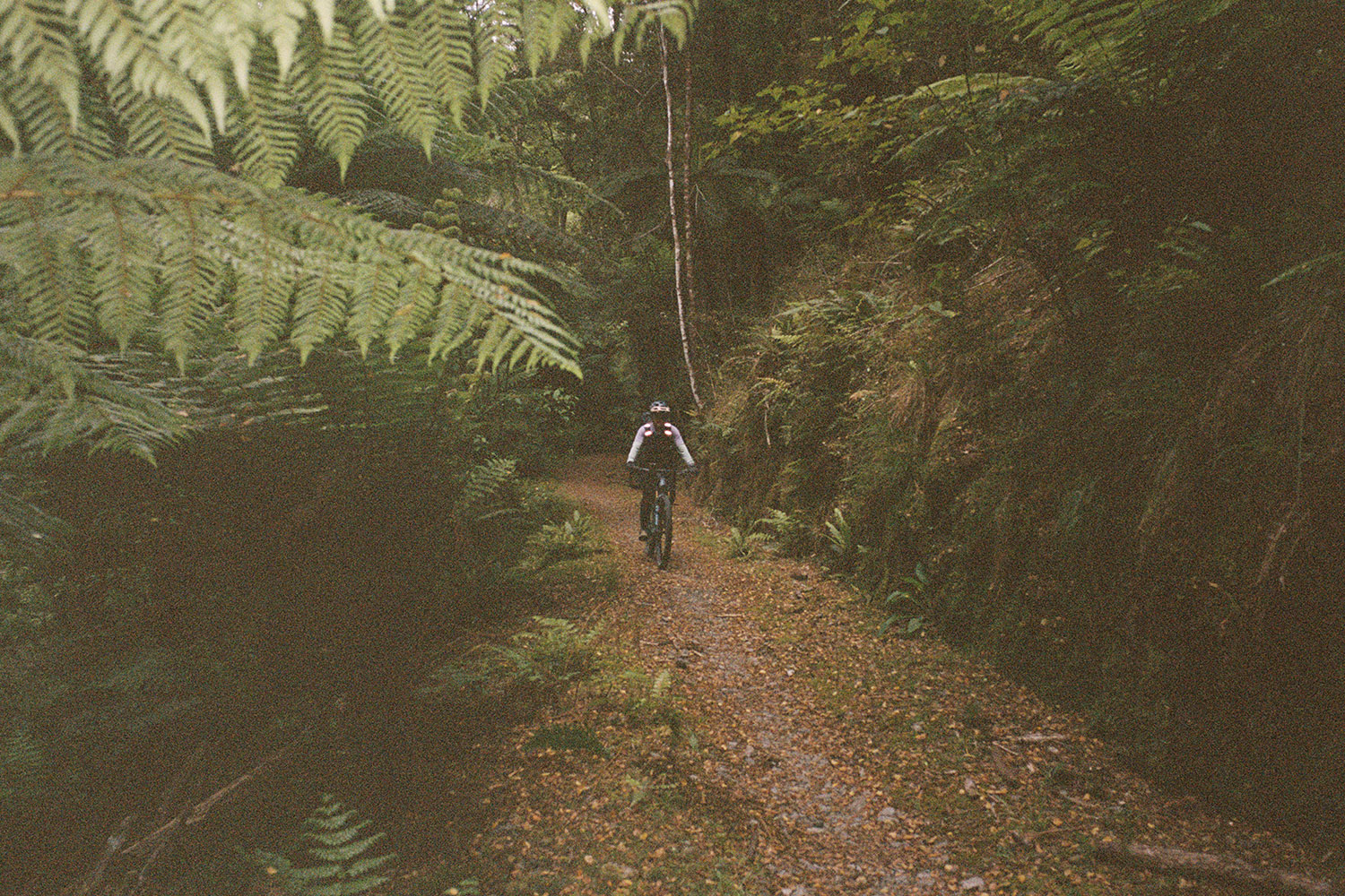 A cyclist travels through a dense green jungle landscape.