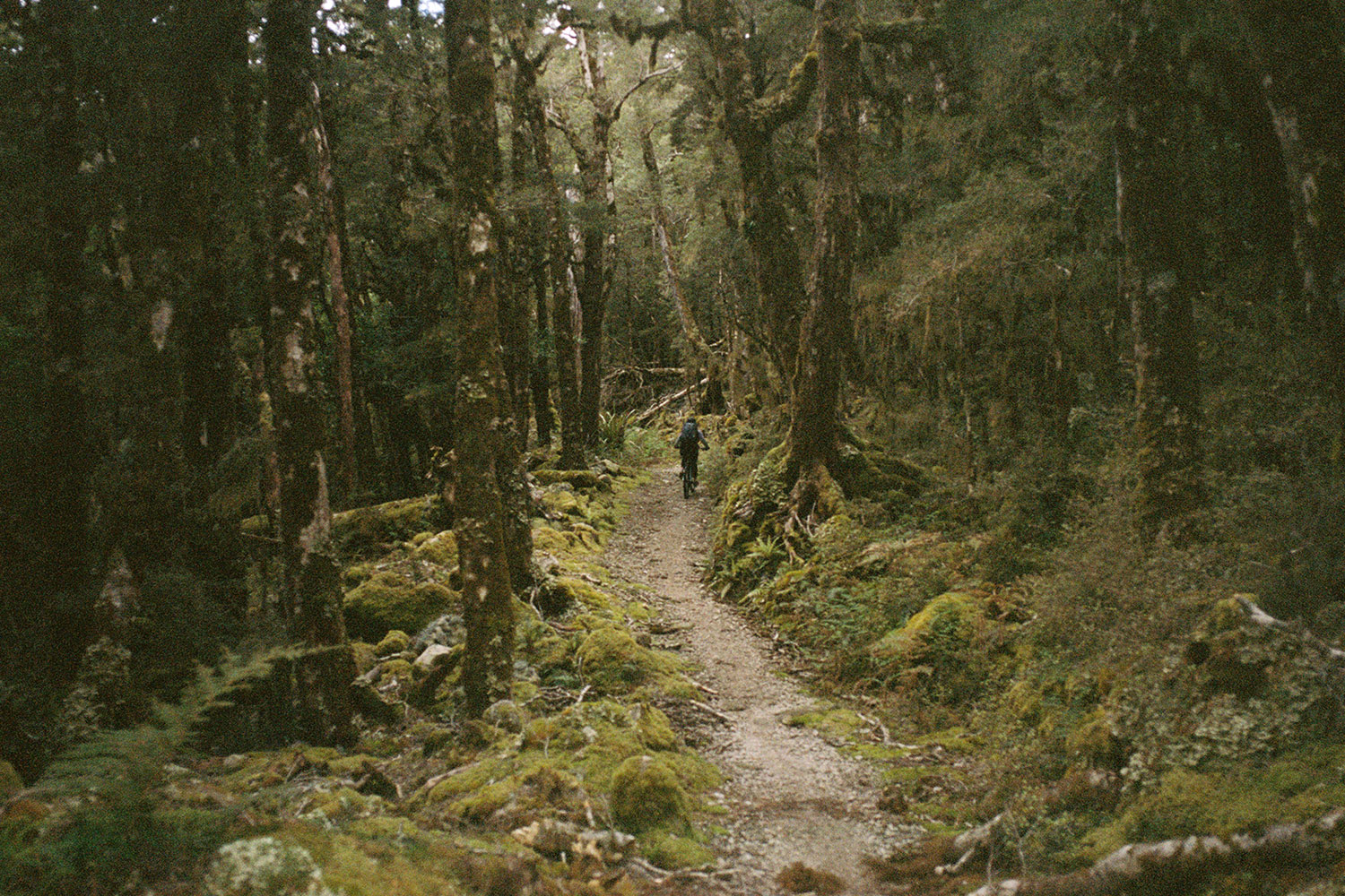 A cyclist follows a trail through a dark, mossy forest.