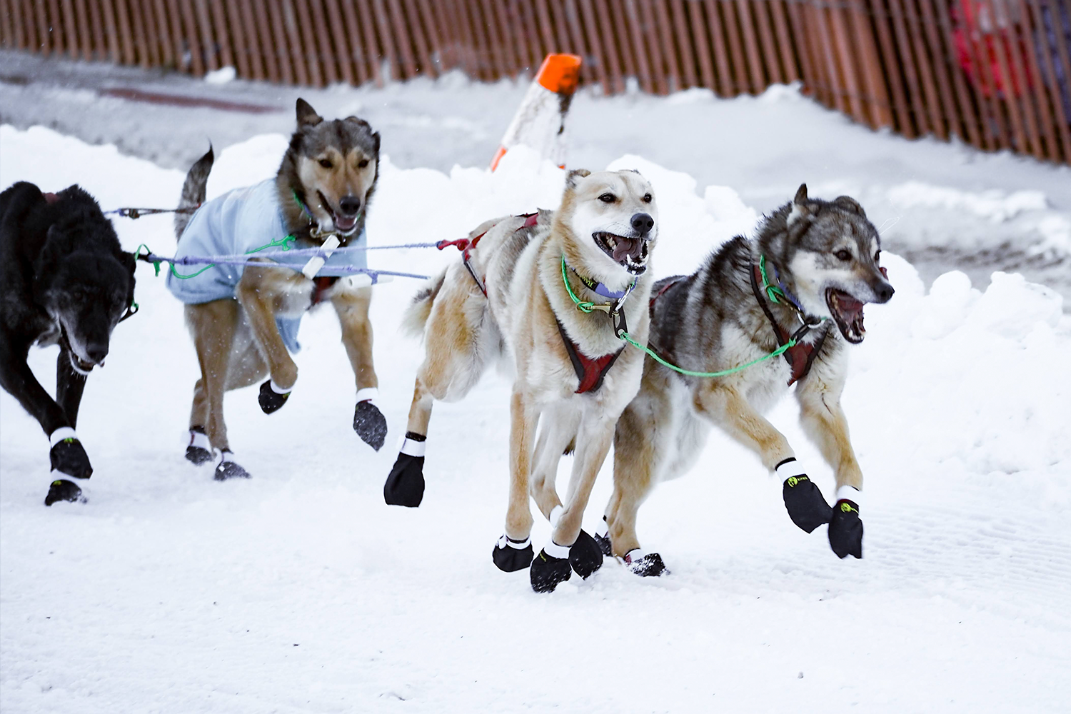 Inside the Iditarod, Alaska’s Snowy Super Bowl