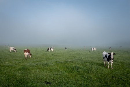 What a Terrible Time to Start Drinking Raw Milk