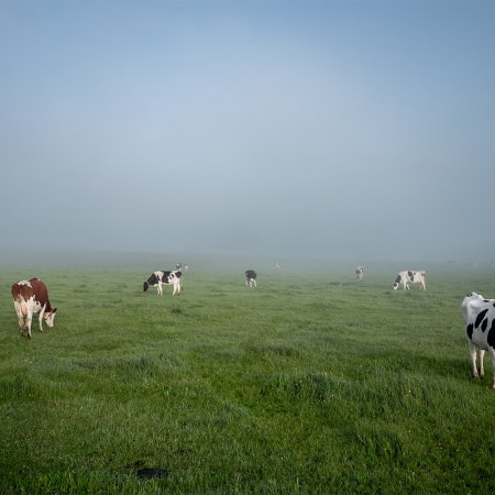 A herd of cows in a foggy field.