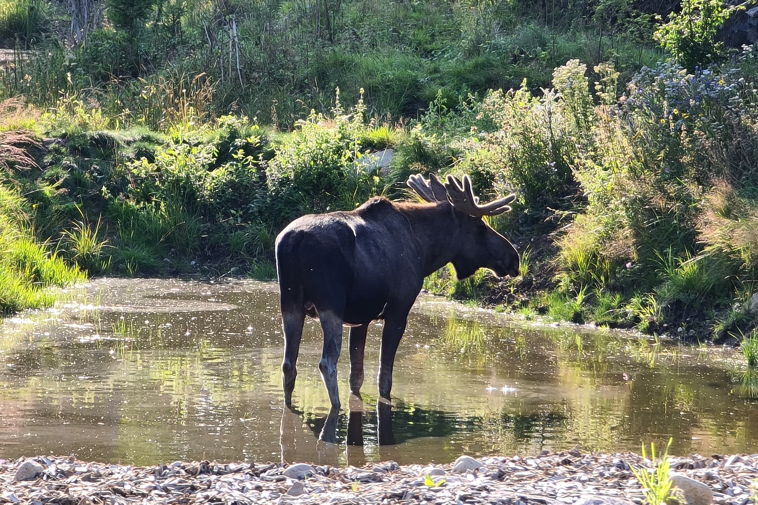 Sweden’s Hottest Television Show Is About Migrating Moose